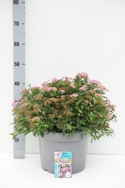 Japoninė lanksva (Lot Spiraea jap.) 'Rick Star' C10 50-60 CM - nuotrauka 1