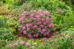 Japoninė lanksva (Lot Spiraea jap.) 'Rick Star' C10 50-60 CM - nuotrauka 2