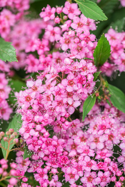 Japoninė lanksva (Lot Spiraea jap.) 'Rick Star' C10 50-60 CM - nuotrauka 3
