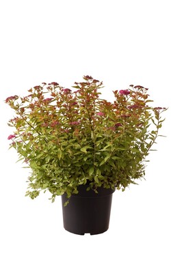 Japoninė lanksva (Lot Spiraea jap.) 'Tessa' C4/P21 30-40 CM