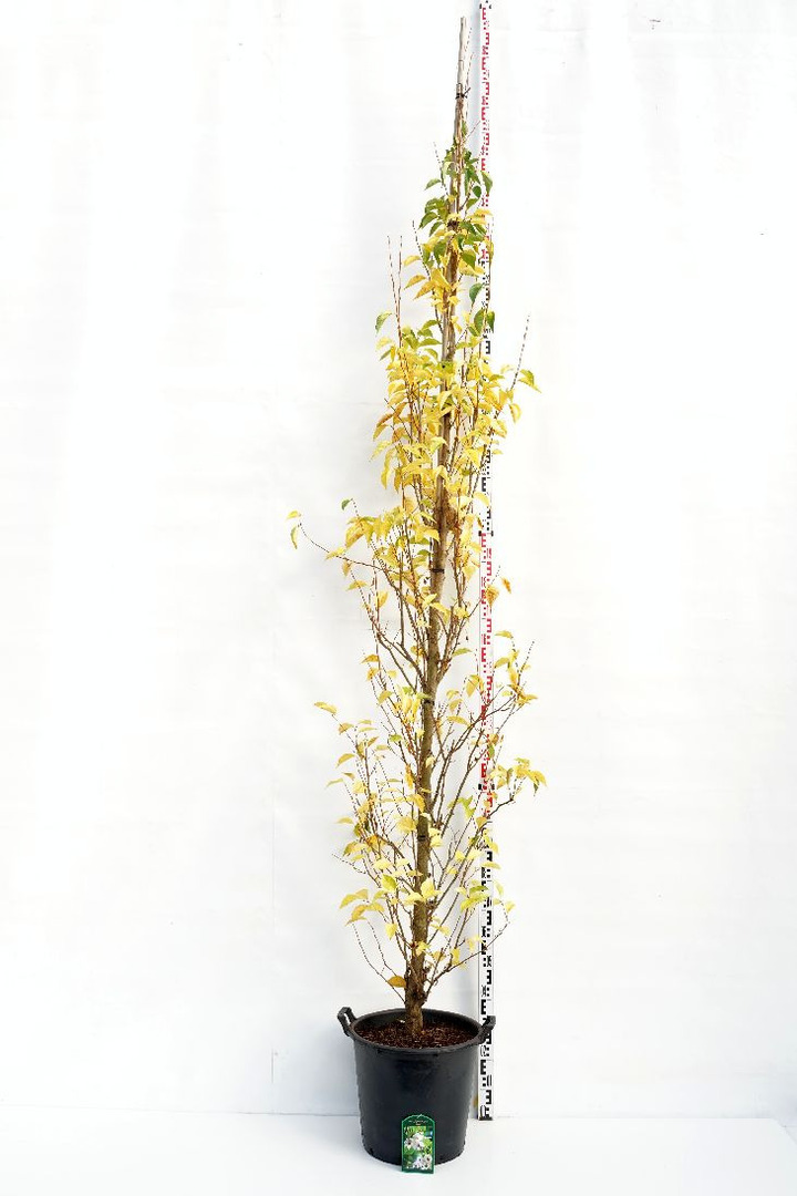 Japoninis stirakas (Lot Styrax jap.) 'June Snow' C35 KAMIENO APIMTIS 10-12 CM