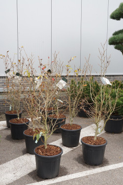Japoninis seglinis (Lot Stewartia pseudocamellia) C30 100-125CM EXTRA - nuotrauka 2
