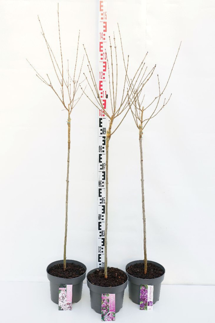 Alyva MIX (Lot Syringa Bloomering) C5 STIEBAS 80 CM