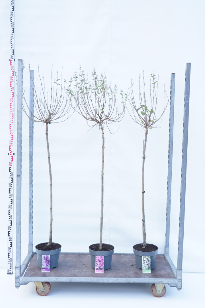 Alyva MIX (Lot Syringa Bloomering) C5 STIEBAS 60 CM