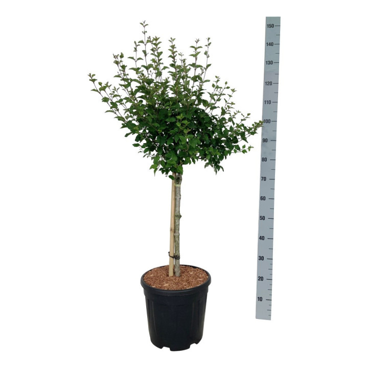 Alyva (Lot Syringa) 'Pink Perfume' C15 STIEBAS 60 CM