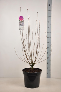Alyva Kininė (Lot Syringa chin.) 'Bicolor' C15 90-120 CM - nuotrauka 2