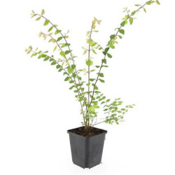 Meškytė sodinė (Lot Symphoricarpos chen.) 'Hancock' P9