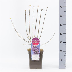 Alyva Kininė (Lot Syringa c.) 'Lilac Sunday' C5/P23 30-50 CM