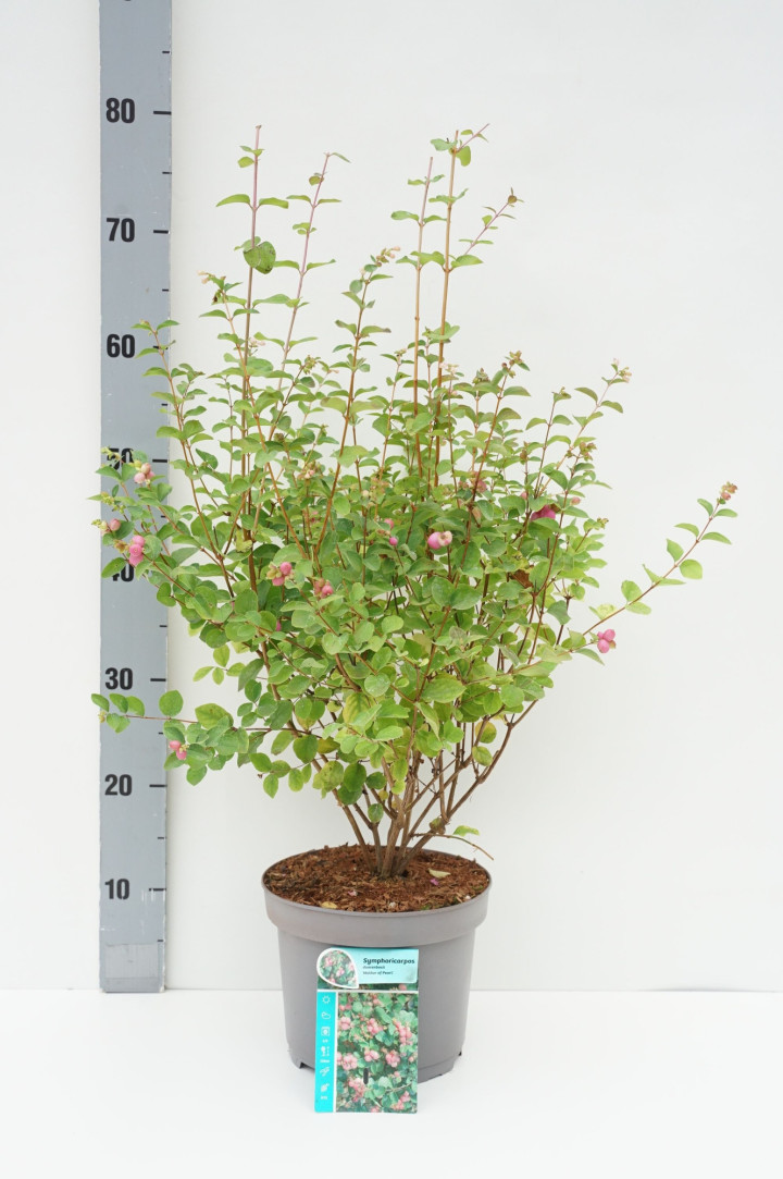 Meškytė (Lot Symphoricarpos d.) 'Mother of Pearl' C3/P19 50-60 CM