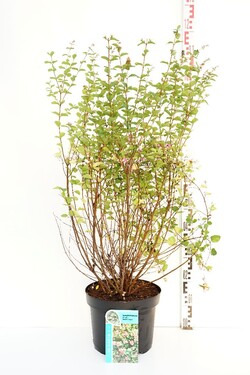 Meškytė (Lot Symphoricarpos d.) 'Mother of Pearl' C10 50-60 CM