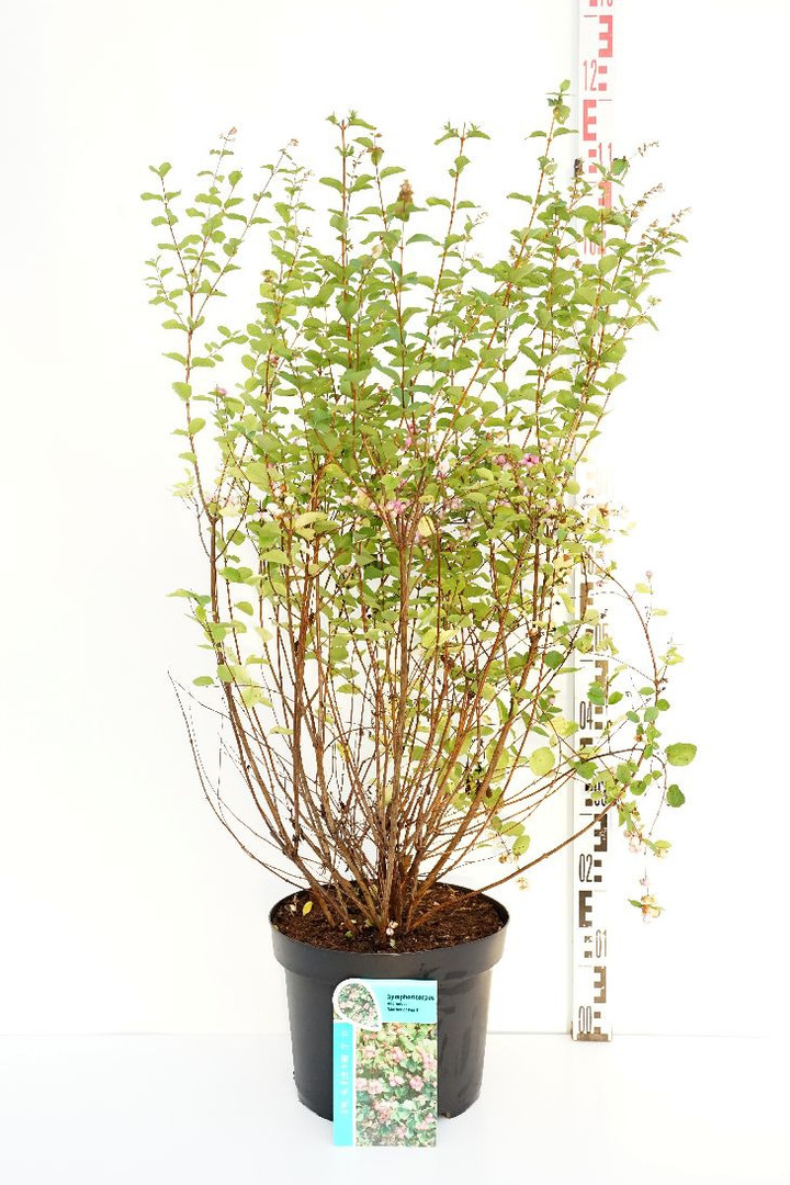 Meškytė (Lot Symphoricarpos d.) 'Mother of Pearl' C10 50-60 CM