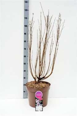 Alyva (Lot Syringa) 'Flowerfest White' C15 60-80 CM