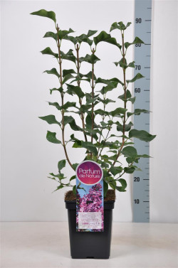 Alyva hiacintinė (Lot Syringa hyac.) 'Esther Staley' C5/P23 50-70 CM - nuotrauka 1