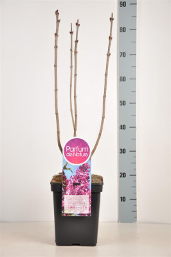 Alyva hiacintinė (Lot Syringa hyac.) 'Esther Staley' C5/P23 50-70 CM - nuotrauka 2