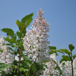 Alyva (V) (Lot Syringa (V)) 'Summer White' C5/P23 30-50 CM