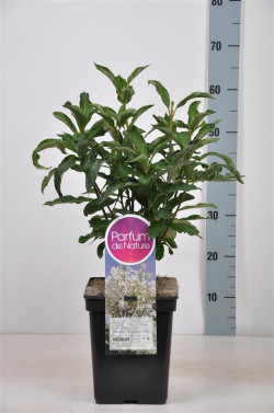 Alyva hiacintinė (Lot Syringa hyac.) 'Tammelan Kaunotar' C5/P23 30-50 CM - nuotrauka 1