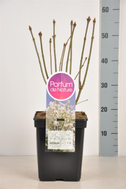 Alyva hiacintinė (Lot Syringa hyac.) 'Tammelan Kaunotar' C5/P23 30-50 CM - nuotrauka 2