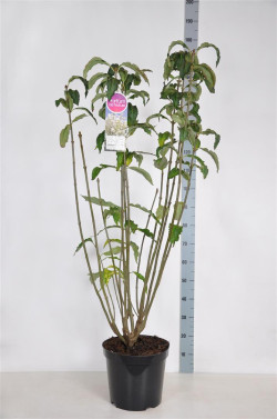 Alyva hiacintinė (Lot Syringa hyac.) 'Tammelan Kaunotar' C15 90-120 CM - nuotrauka 1
