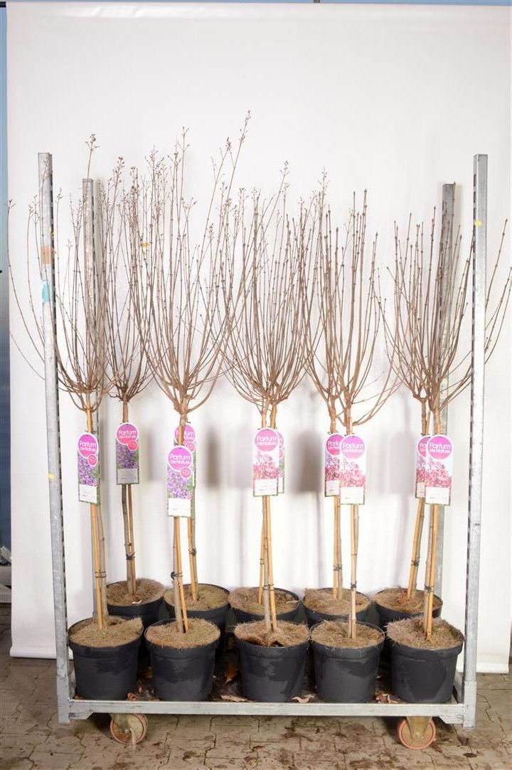 Alyva MIX (Lot Syringa in) C7,5 STIEBAS 70 CM