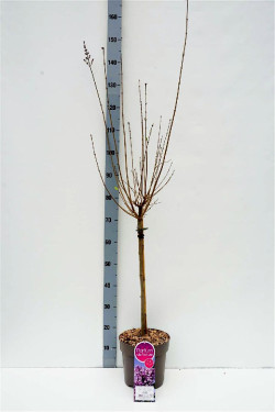 Alyva (Lot Syringa) 'Josee' C5 STIEBAS 50 CM