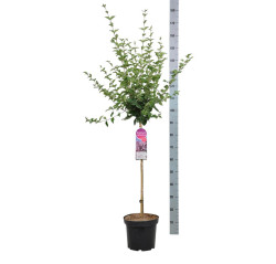 Alyva (Lot Syringa) 'Josee' C7,5 STIEBAS 70 CM - nuotrauka 1