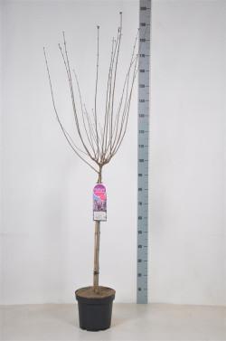 Alyva (Lot Syringa) 'Josee' C7,5 STIEBAS 70 CM - nuotrauka 2