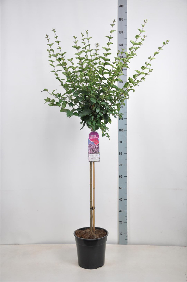 Alyva (Lot Syringa) 'Josee' C10 STIEBAS 90 CM