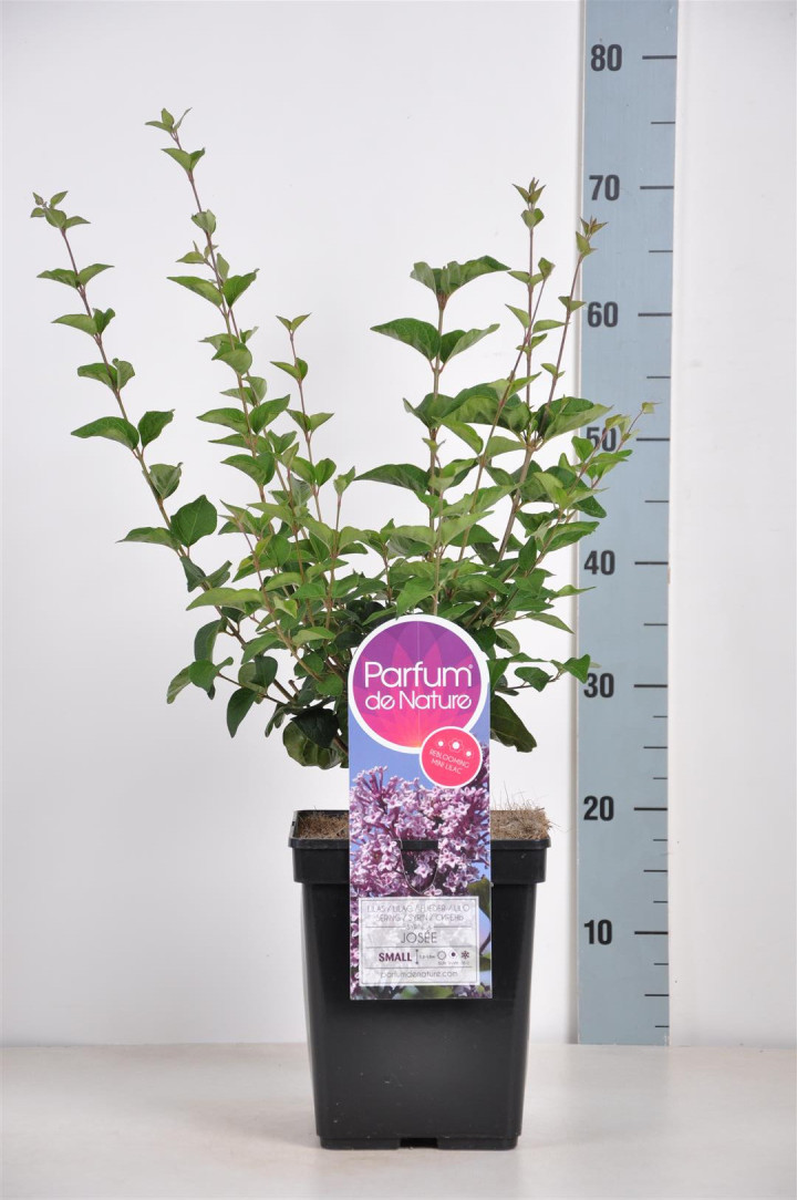 Alyva (Lot Syringa) 'Josee' C5/P23 40-60 CM (PDN)
