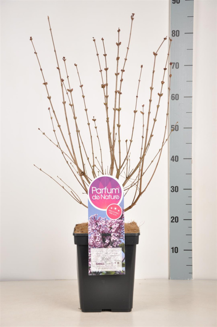 Alyva (Lot Syringa) 'Josee' C5/P23 40-60 CM (PDN)