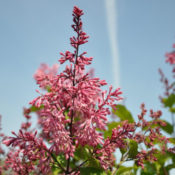 Alyva (V) (Lot Syringa (V)) 'Red Holger' C5/P23 30-50 CM