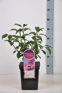 Alyva (V) (Lot Syringa (V)) 'Miss Canada' C5/P23 30-50 CM (PDN) - nuotrauka 1