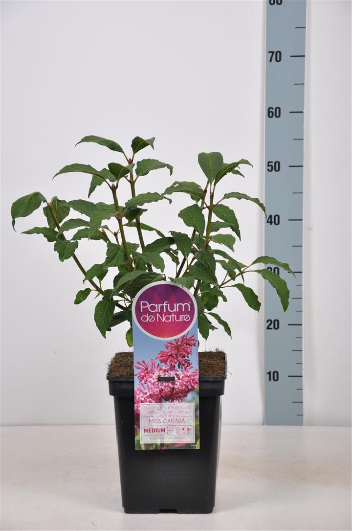 Alyva (V) (Lot Syringa (V)) 'Miss Canada' C5/P23 30-50 CM (PDN)