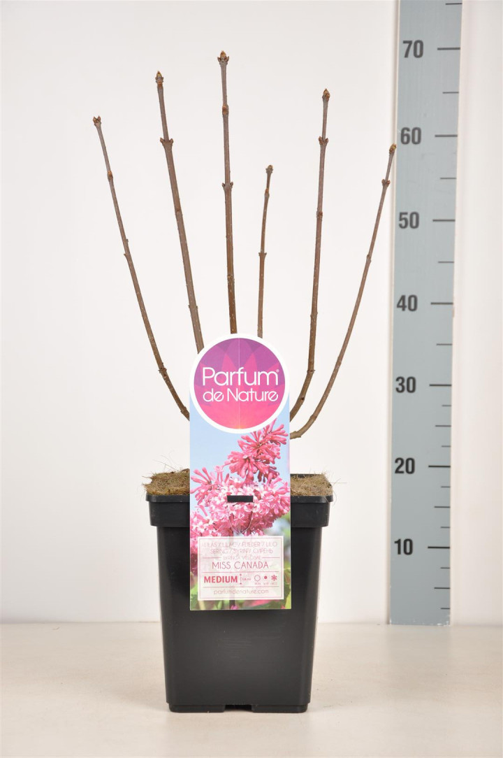 Alyva (V) (Lot Syringa (V)) 'Miss Canada' C5/P23 30-50 CM (PDN)