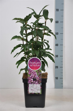 Alyva (V) (Lot Syringa (V)) 'Minuet' C5/P23 30-50 CM (PDN) - nuotrauka 1