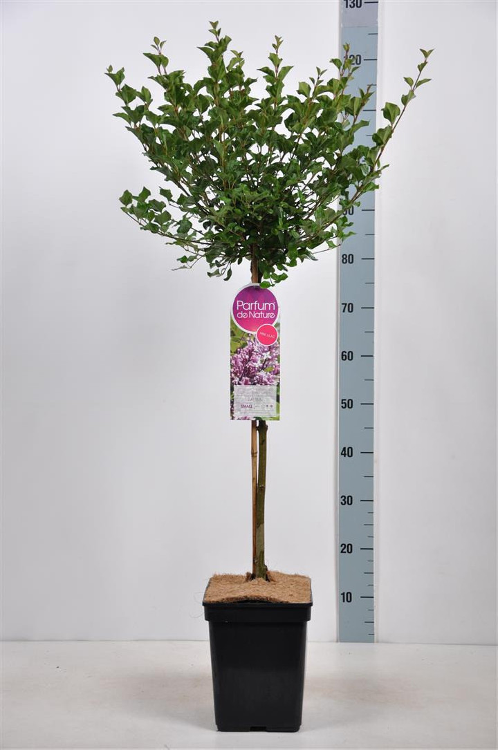 Alyva mejerio (Lot Syringa meyeri) 'Palibin' C5 STIEBAS 50 CM