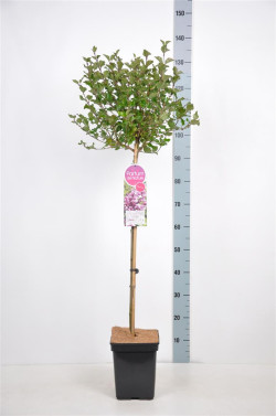 Alyva mejerio (Lot Syringa meyeri) 'Palibin' C7,5 STIEBAS 70 CM - nuotrauka 1