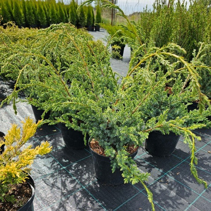 Kadagys Kininis (Juniperus Chinensis) 'BLUE ALPS' C3 40-50CM-KADAGIAI-SPYGLIUOČIAI
