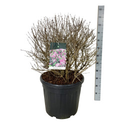 Alyva mejerio (Lot Syringa meyeri) 'Palibin' 60-80 CM BALL C55 EXTRA