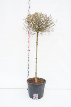 Alyva mejerio (Lot Syringa meyeri) 'Palibin' C55 STIEBAS 120 CM