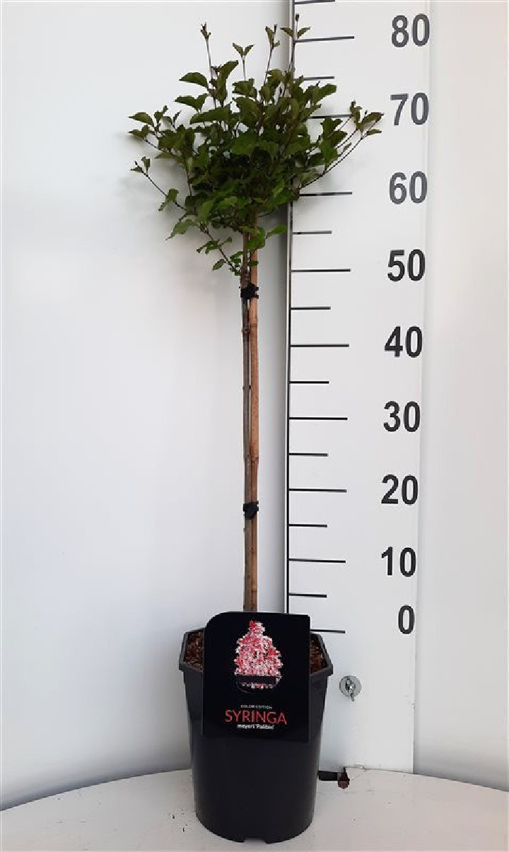 Alyva mejerio (Lot Syringa meyeri) 'Palibin' C4,5 STIEBAS 60 CM
