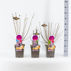 Alyva MIX (Lot Syringa mix) C5/P23 30-50 CM (PDN) Jose - Palibin - Minuet *