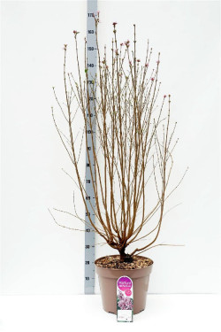 Alyva smulkialapė (Lot Syringa microphylla) 'Superba' C5 STIEBAS 50 CM