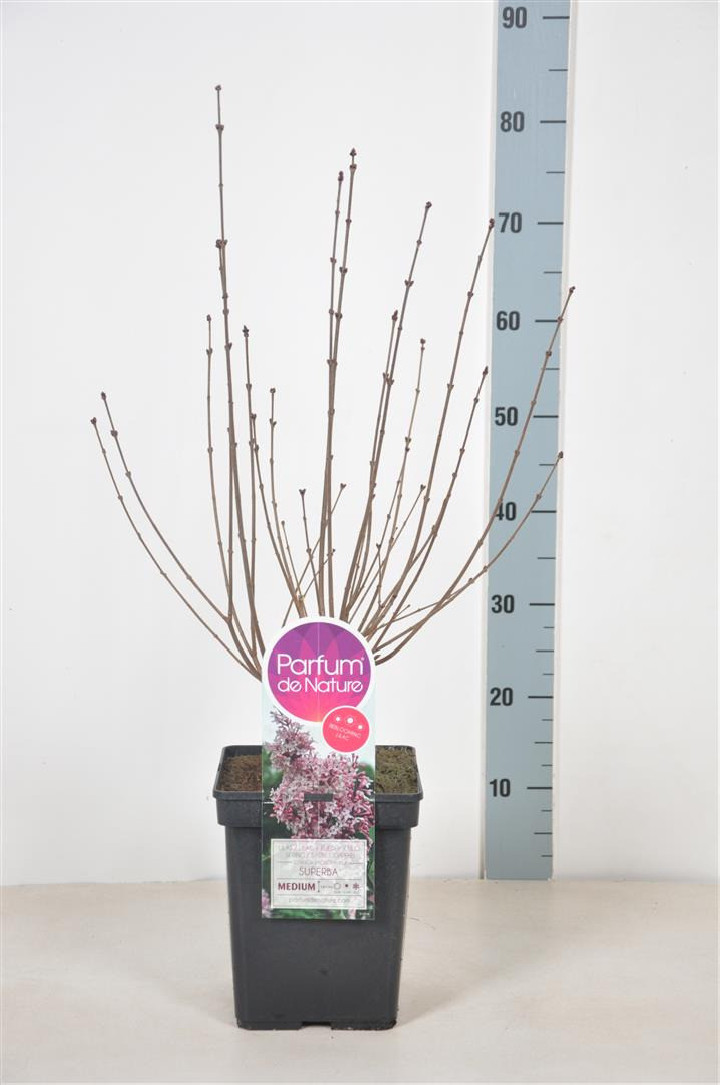 Alyva smulkialapė (Lot Syringa microphylla) 'Superba' C10 STIEBAS 90 CM