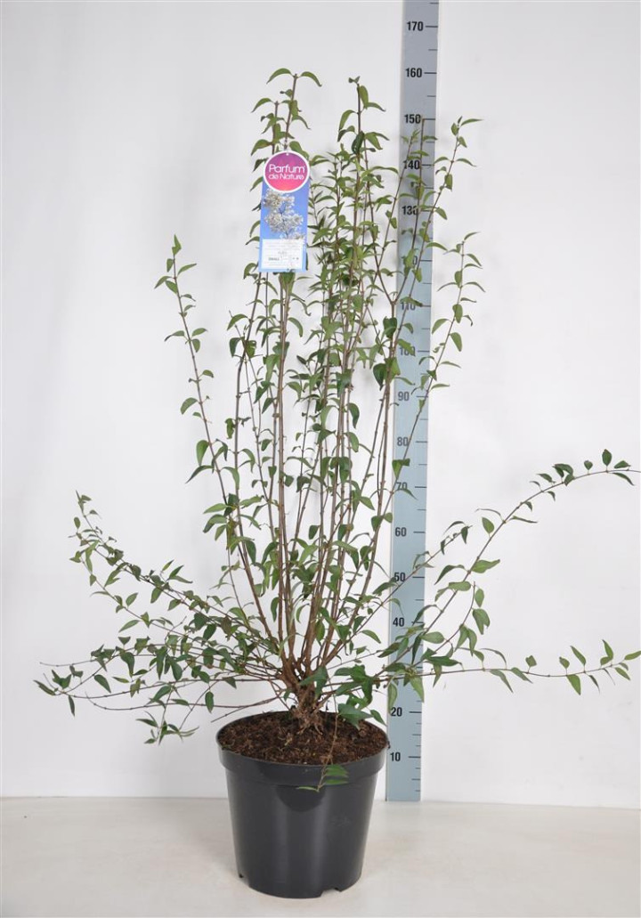 Alyva Persinė (Lot Syringa persica) 'Alba' C15 70-100 CM