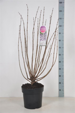 Alyva pūkuotoji (Lot Syringa patula) 'Miss Kim' C10 70-90 CM - nuotrauka 2