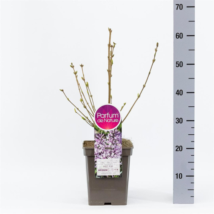 Alyva pūkuotoji (Lot Syringa patula) 'Miss Kim' C5/P23 40-60 CM
