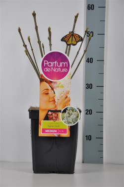 Alyva (V) (Lot Syringa (V)) 'Agnes Smith' C5/P23 30-50 CM (PDN) - nuotrauka 2