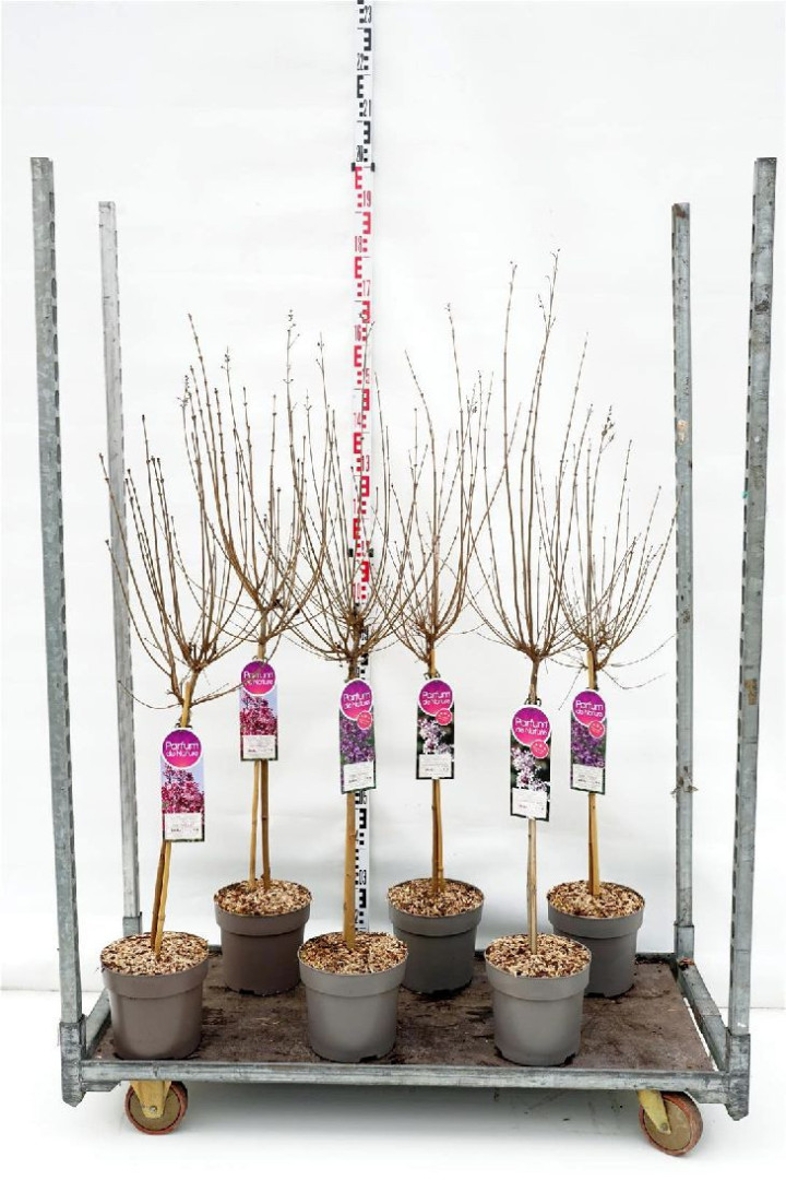 Alyva MIX (Lot Syringa in) C7,5 STIEBAS 50 CM 2 YEARS * Mix of 'Dark Purple', 'Flowerfest White' & 'Tinkerbelle'