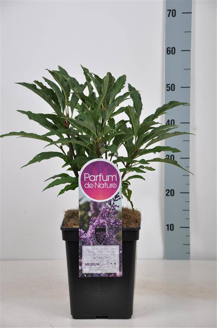 Alyva (V) (Lot Syringa (V)) 'Royalty' C5/P23 30-50 CM (PDN)