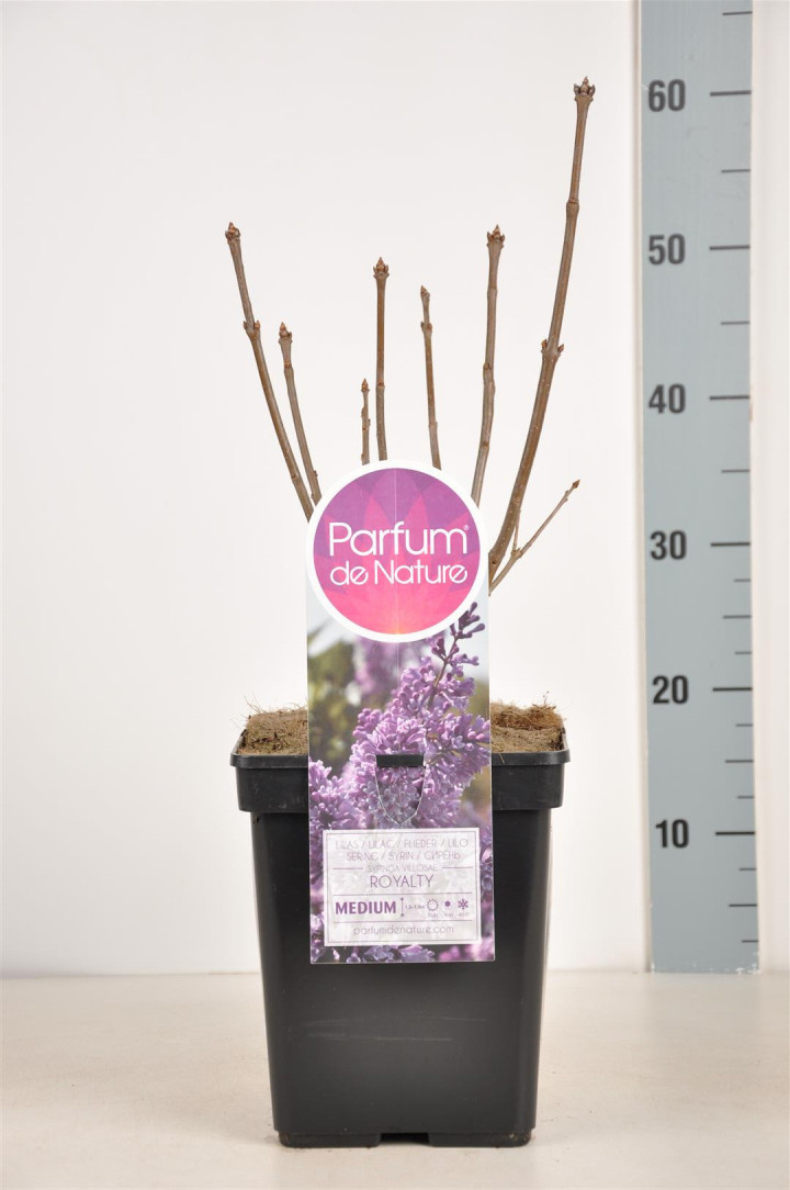 Alyva (V) (Lot Syringa (V)) 'Royalty' C5/P23 30-50 CM (PDN)